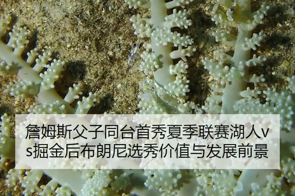 zhan-mu-si-fu-zi-tong-tai-shou-xiu-xia-ji-lian-sai-hu-ren-jue-jin-hou-bu-lang-ni-xuan-xiu-jia-zhi-yu-fa-zhan-qian-jing-3-477.jpg